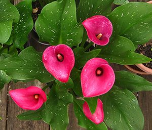 Calla Lily Inspiration Calla Lily Inspiration