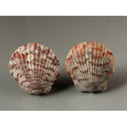 scallopclip
