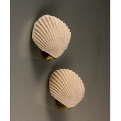 White scallop clip earrings